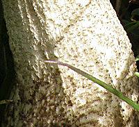 Closeup of stem of Leccinum pseudoscabrum