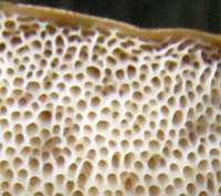 Pores of Leccinum scabrum