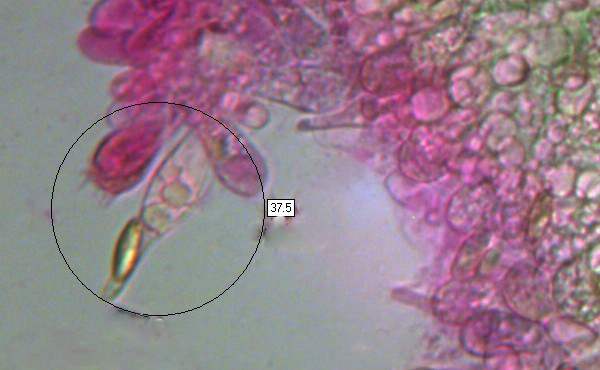 Basidia and cheilocystidia of Leccinum versipelle