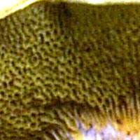Pores of Pseudoboletus parasiticus