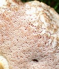 Pores of Tylopilus felleus