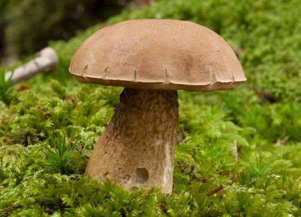 Tylopilus felleus - Bitter Bolete - stem and pores of a mature fruitbody in the New Forest, Hampshire, England