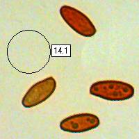 Spores of Xerocomellus chrysenteron