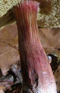 Stem of Xerocomellus chrysenteron
