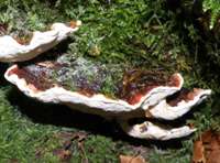 Heterobasidion annosus, Root Rot fungus, top view