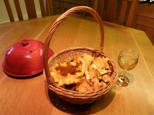 A basket of Chanterelles