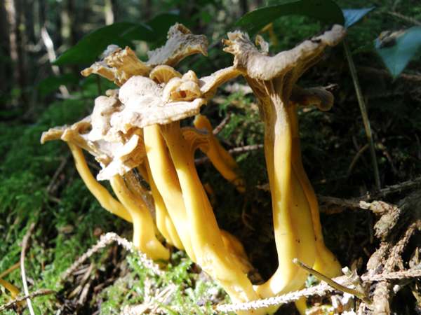 Cantharellus tubaeformis - Trumpet Chanterelle, sunlshine highlights the yellow legs or stems