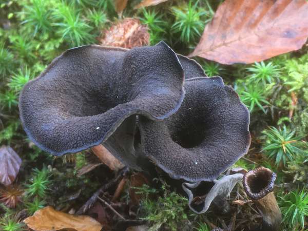 Craterellus cornucopoides - Horn of Plenty, Hampshire UK