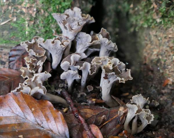 Pseudocraterellus cornucopoides - Sinuous Chanterelle,in beech woodland, UK