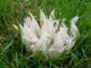 Clavaria fragilis - White Spindles
