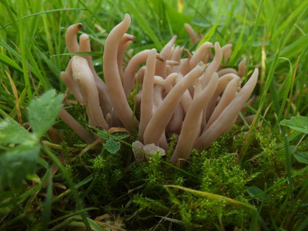 Clavaria fumosa, Smoky Spindles, in mossy grassland, West Wales