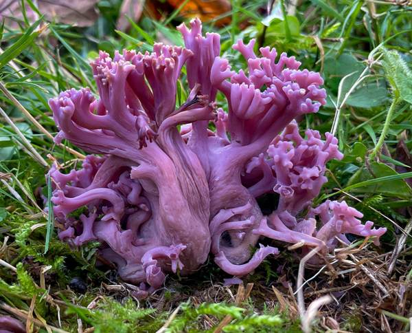 Clavaria zollingeri, Violet Coral, Ireland