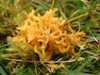Clavulinopsis corniculata - Meadow Coral