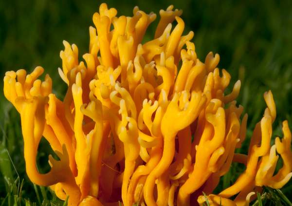 Clavulinopsis corniculata - Meadow Coral, a less b ranching fruitbody