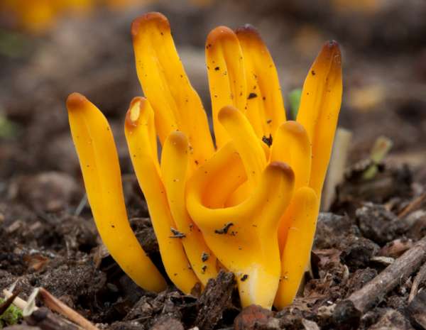 Clavulinopsis fusiformis - Golden Spindles, picture by David Kelly
