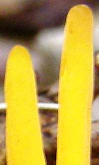 Close-up of tips of Clavulinopsis laeticolor