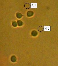 Spores of Clavulinopsis luteoalba