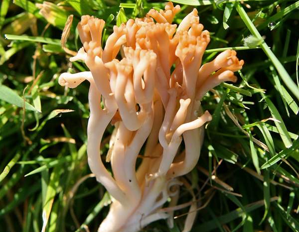 Clavulinopsis umbrinella - Beige Coral 
