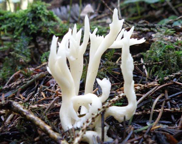 Clavulina rugosa, Wrinkled Club - specimens with more 'cristate' tips