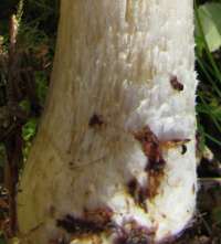Stem base of Cortinarius caperatus