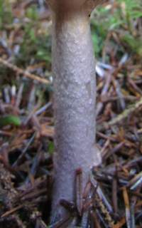 Stem of Cortinarius mucifluoides