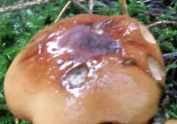 Cap of Cortinarius mucosus