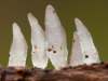 Calocera pallidospathulata - Pale Stagshorn