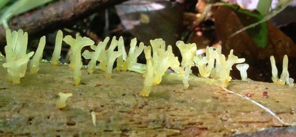 Calocera pallidospathulata - Pale Stagshorn, yellow form