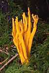 Yellow Stagshorn - Calocera viscosa