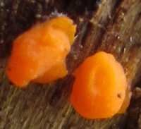 Close-up of Dacrymyces stillatitius - Common Jellyspot