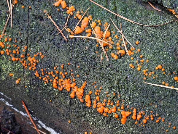 Dacrymyces stillatus - Common Jellyspot on dead hardwood
