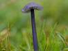 Entoloma caeruleum