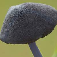 Cap of Entoloma caeruleum