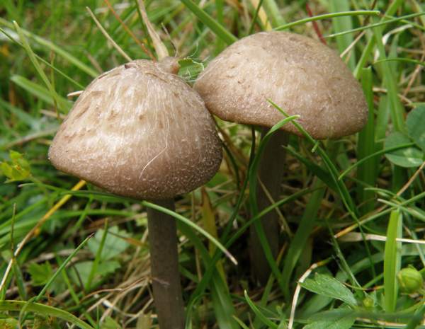 Entoloma griseocyaneum – Felted Pinkgill, Wales UK
