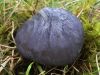 Entoloma madidum, Brightsky Pinkgill