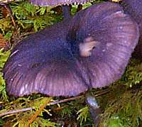 Entoloma nitidum, mature cap