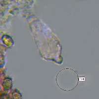Cheilocystidium of Entoloma porphyrophaeum