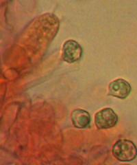 Spores of Entoloma rhodopolium var. pseudopolitum