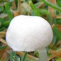 Cap of Entoloma sericellum – Cream Pinkgill 