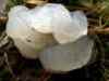 Exidia thuretiana, White Brain fungus
