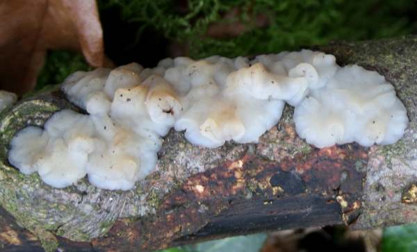 Exidia thuretiana - White Brain fungus, on beech