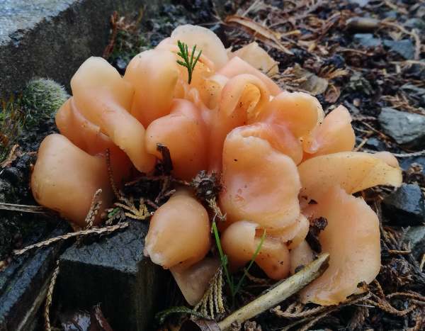 Guepinia helvelloides, Salmon Salad fungus