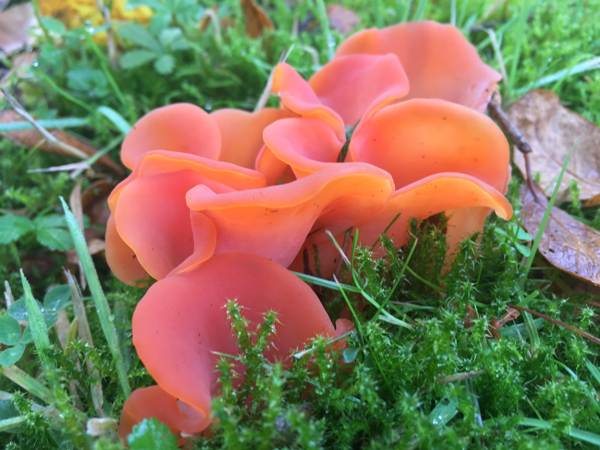 Guepinia helvelloides, Salmon Salad fungus, Gloucestershire, England