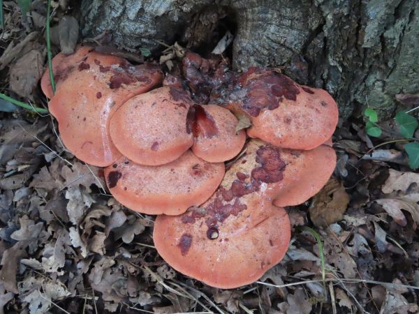 Beefsteak Fungus Fistulina hepatica, Crystal Palace, London, 5th September 2025.