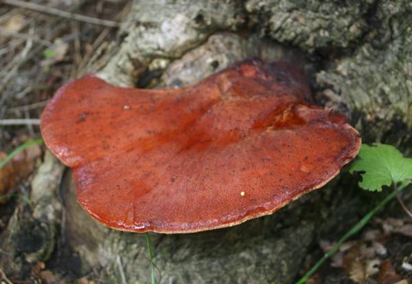 Beefsteak Fungus, oak tree in France