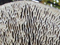 Maze-like pores of Daedalea quercina