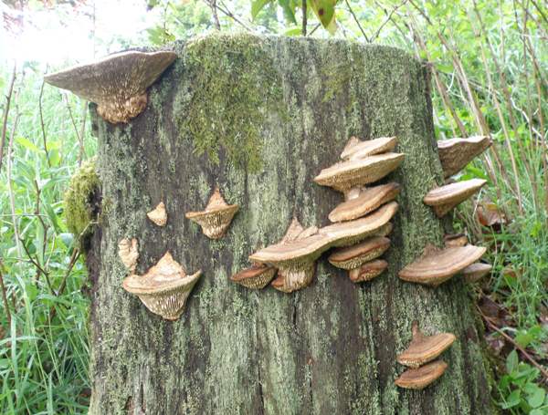 Daedalea quercina - Oak Mazegill, on an old oak stump, southern Scotland