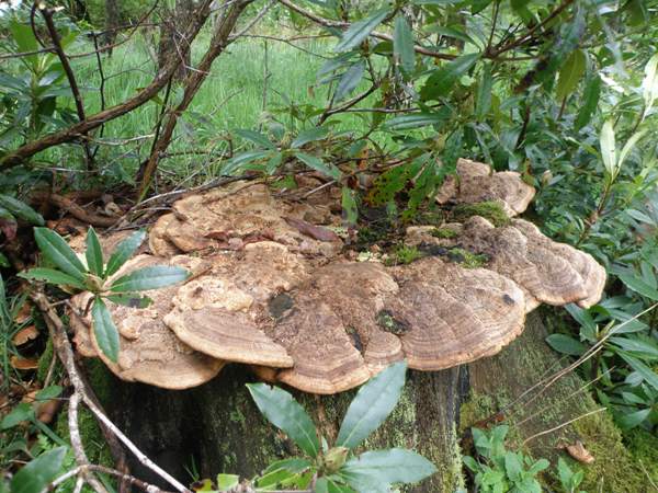 Daedalea quercina - Oak Mazegill, on a decaying oak stump