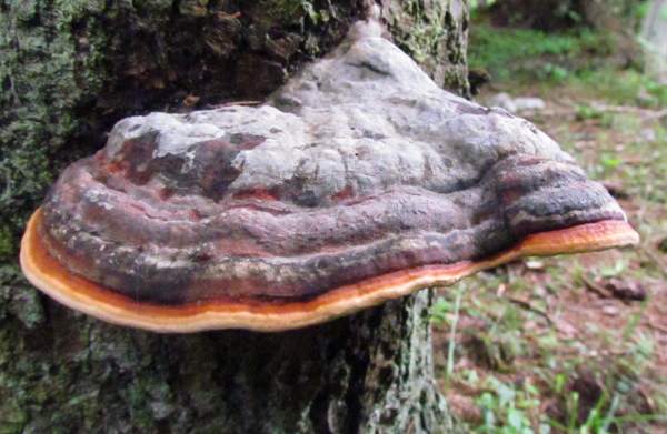 Fomitopsis pinicola - Red-belted Bracket