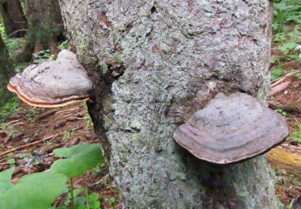 Fomitopsis pinicola - Red-belted Bracket